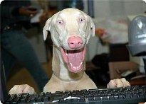 Avatar do Utilizador